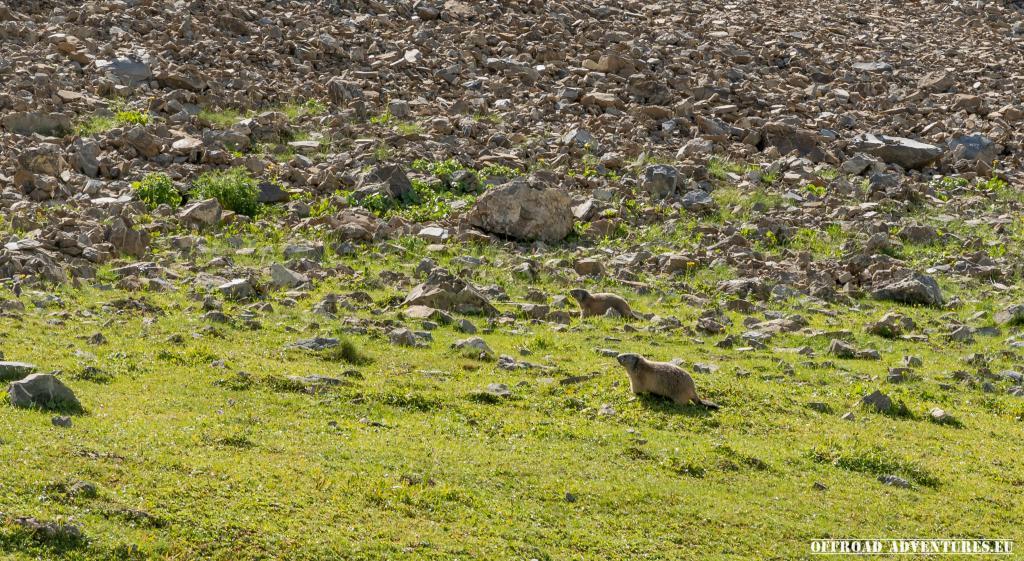 Überall waren Murmeltiere, die sind so süß